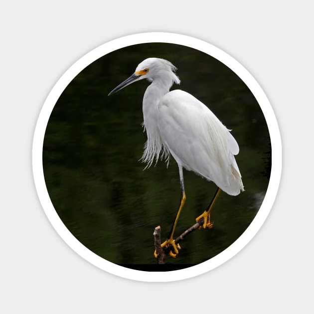 Snowy Egret Magnet by SandroAbate